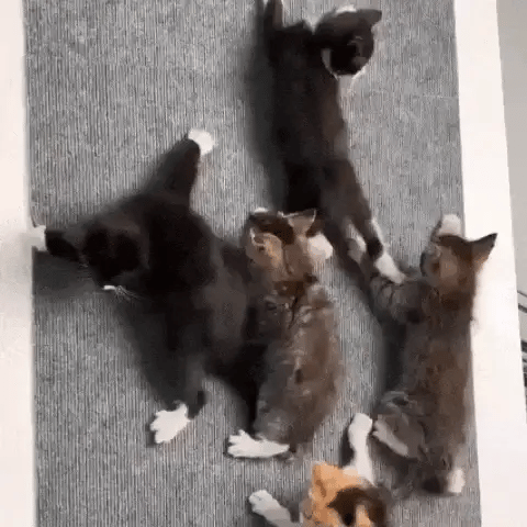 Carpete Adesivo Protetor para Unha de Gatos