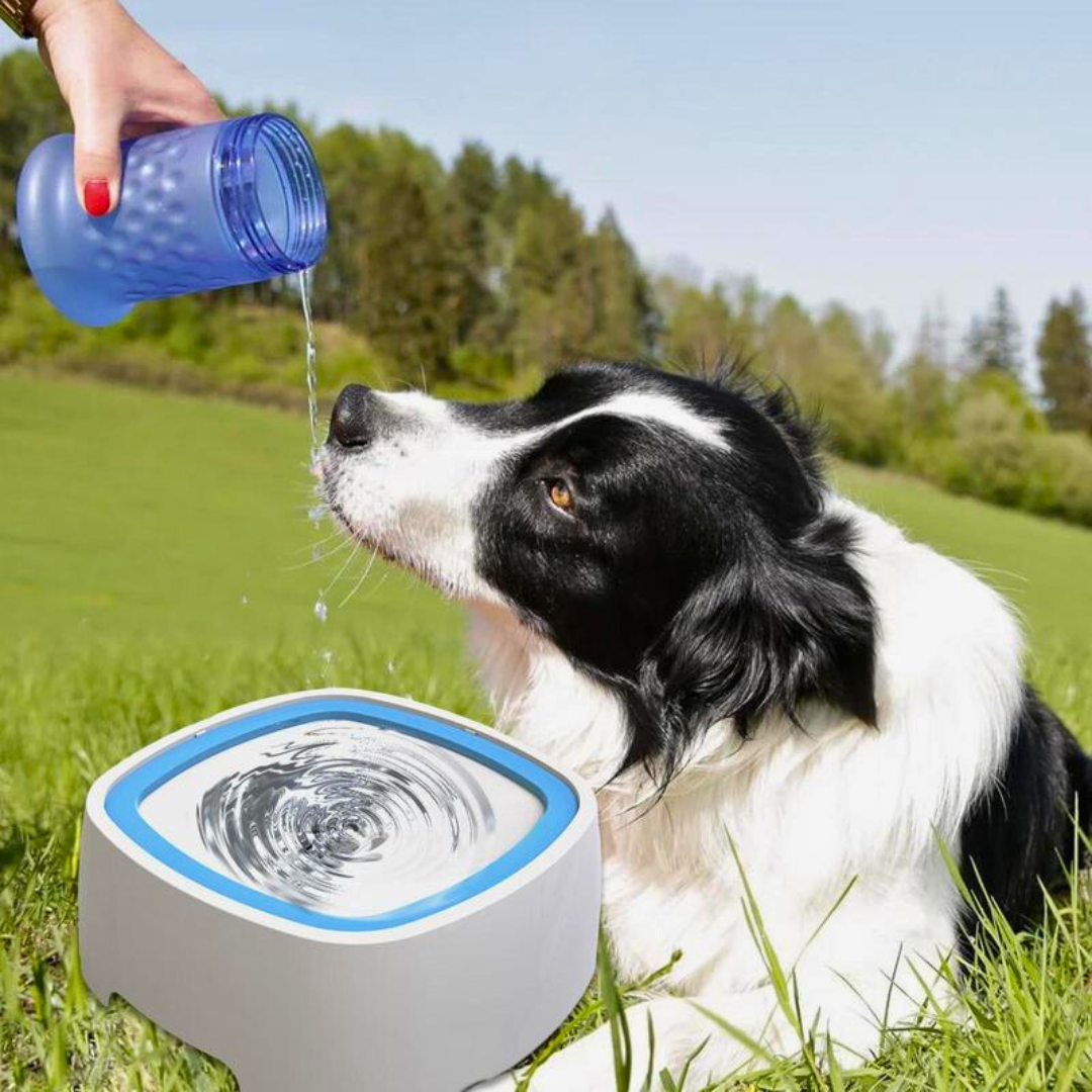 Bebedouro Anti Respingos | Para Cachorro e Gato