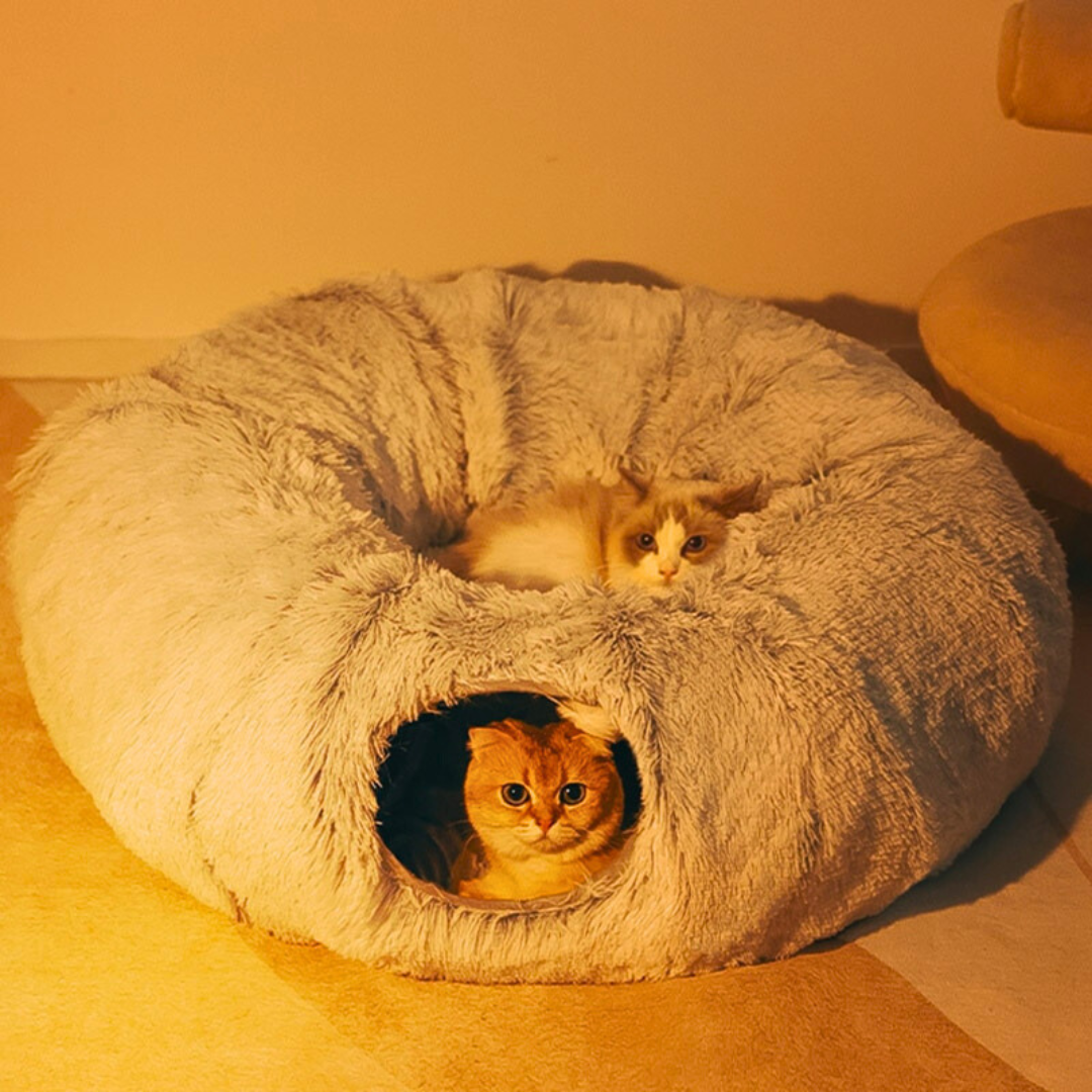Caminha 2 em 1 | Para Gatos