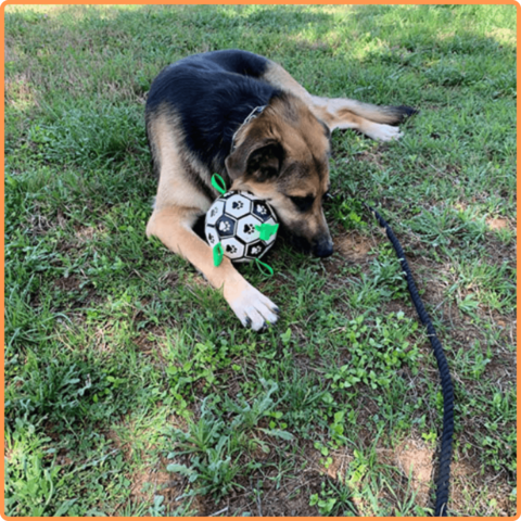 Soccer Ball Petz - A escolha divertida para o seu cãozinho