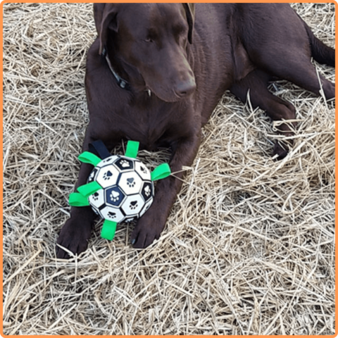 Soccer Ball Petz - A escolha divertida para o seu cãozinho