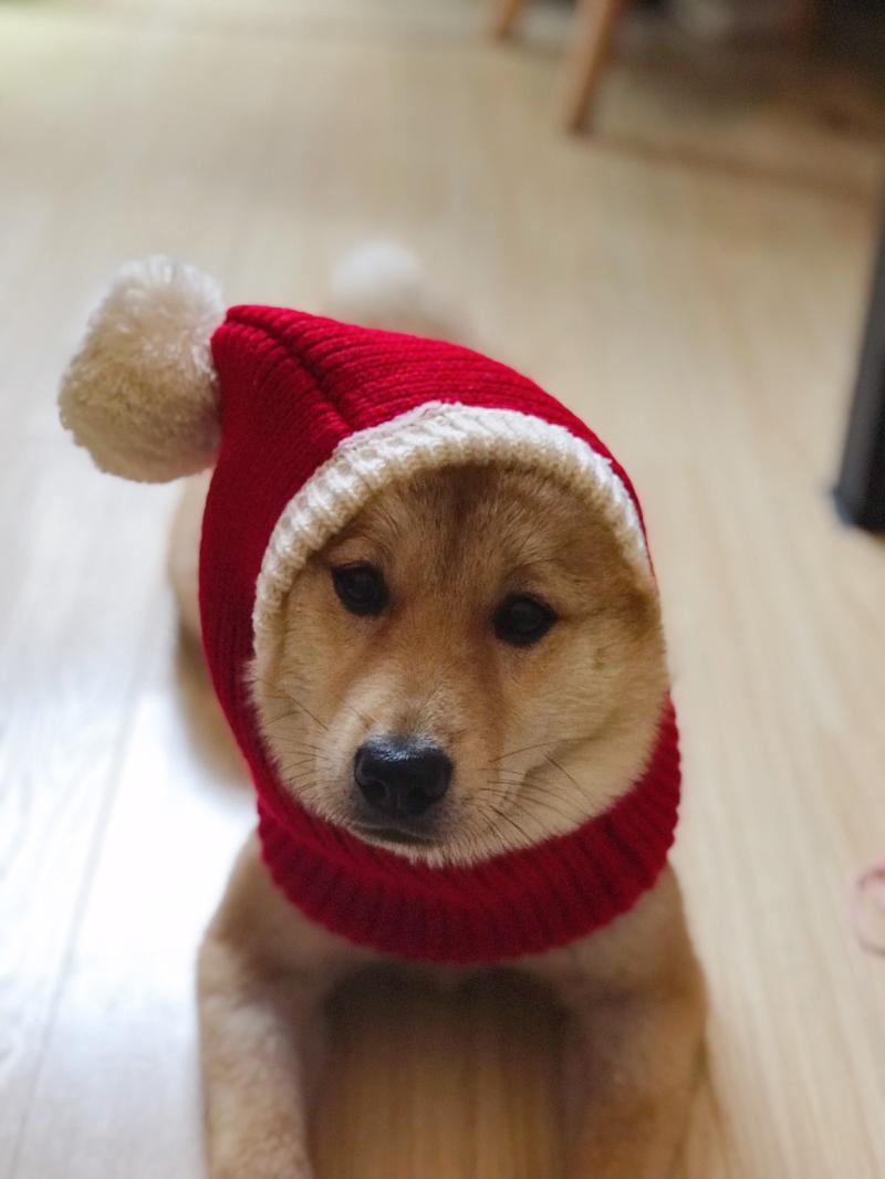 Gorro Papai Noel | Para cachorro e gato
