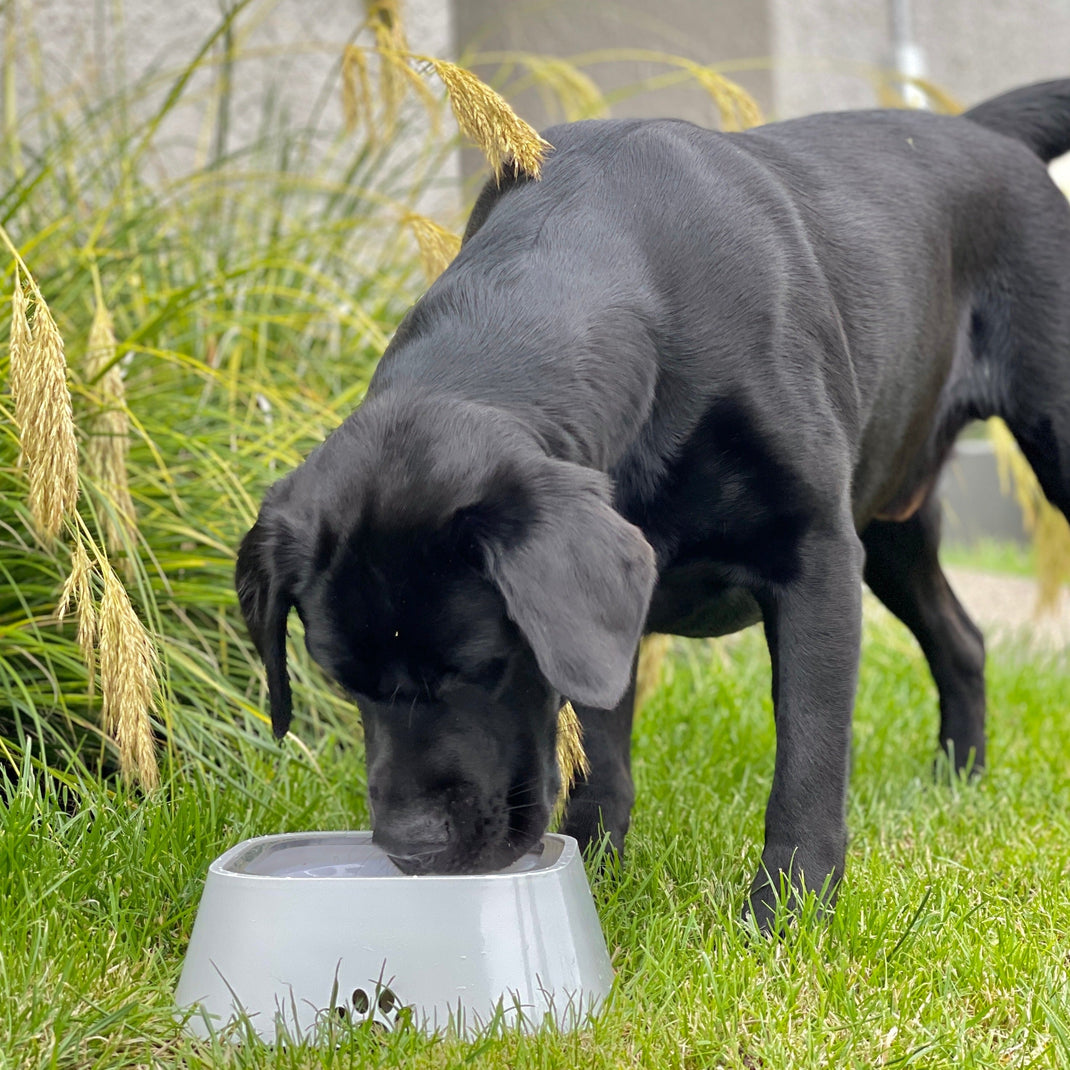 WaterBowl - Bebedouro Pet