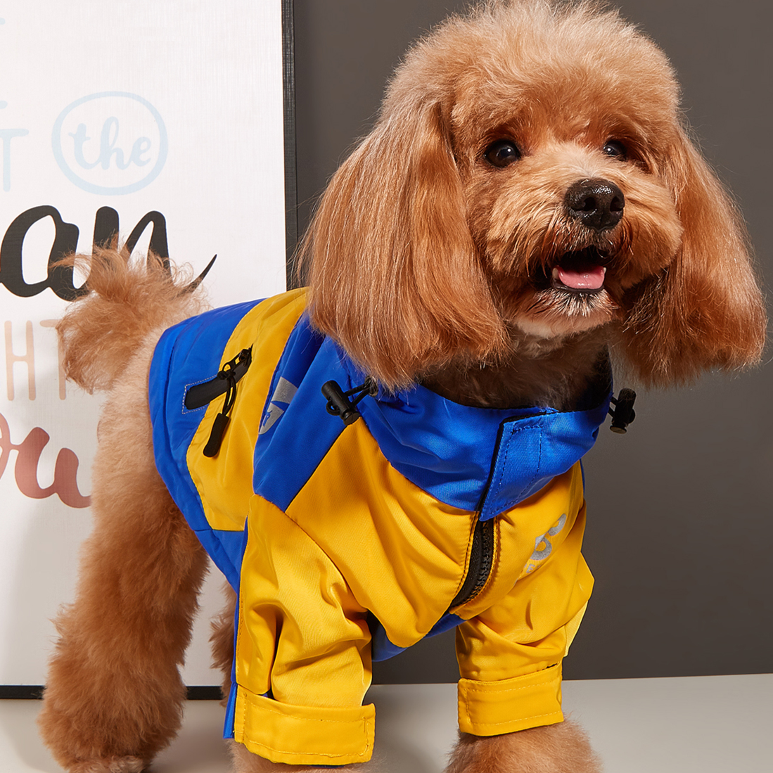 Jaqueta Pet Cooper