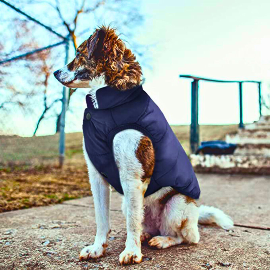 Colete Pet Winter para Cachorro e Gato - Aquecimento e Conforto no Inverno