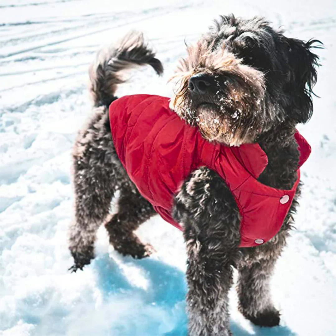 Colete de Frio Pet Sport - Azul