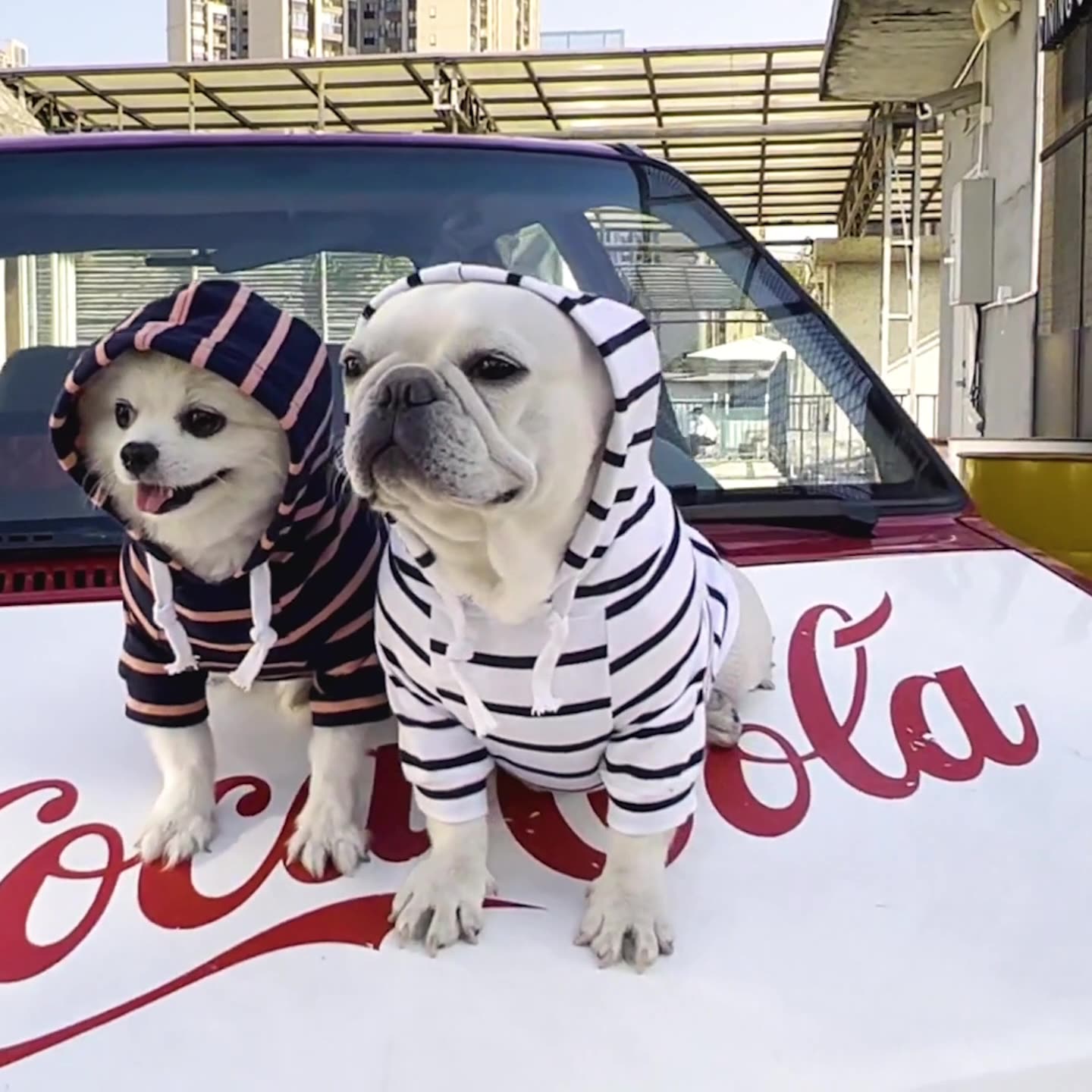 Agasalho Pet Style | Para Cachorro