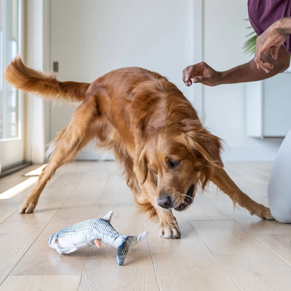 Peixe Sapeca - O companheiro diário do seu cãozinho