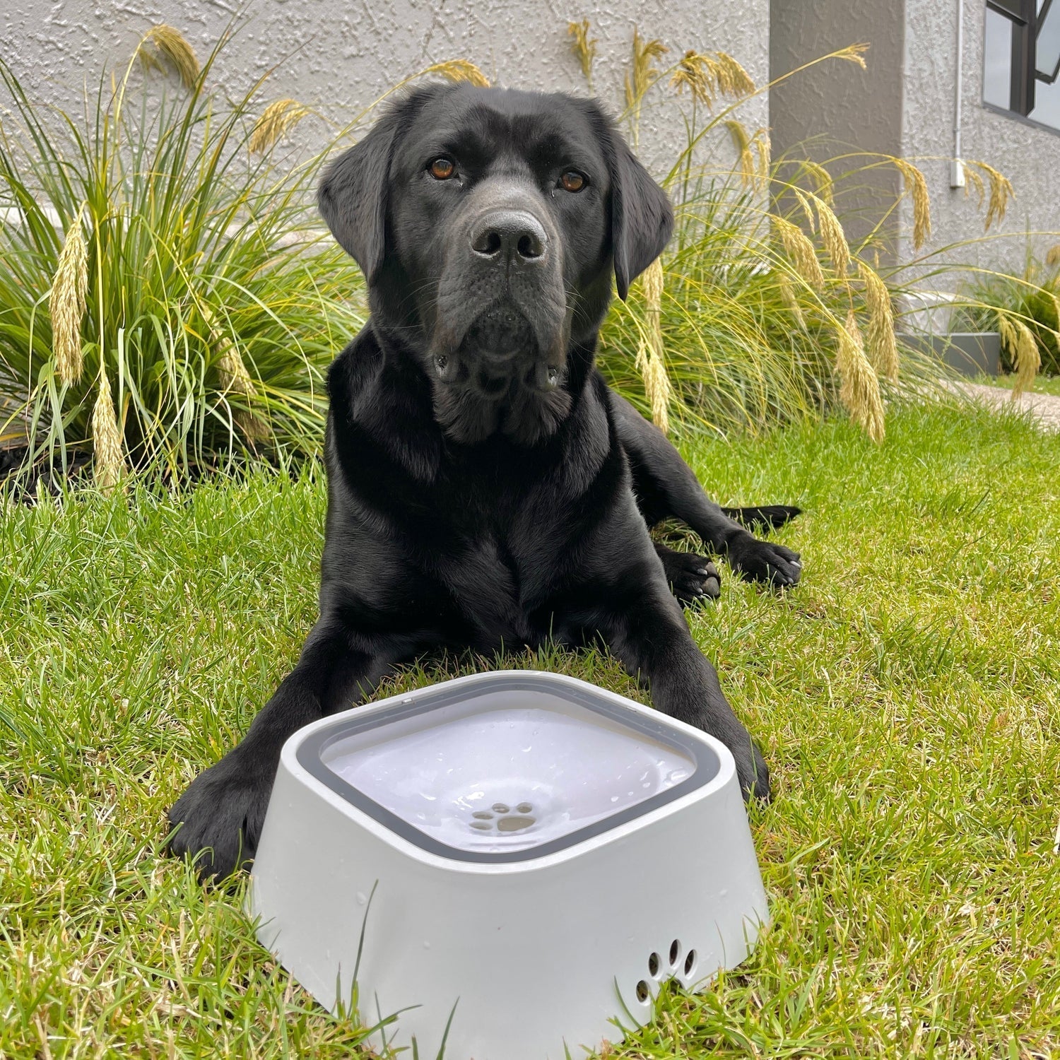 WaterBowl - Bebedouro Pet